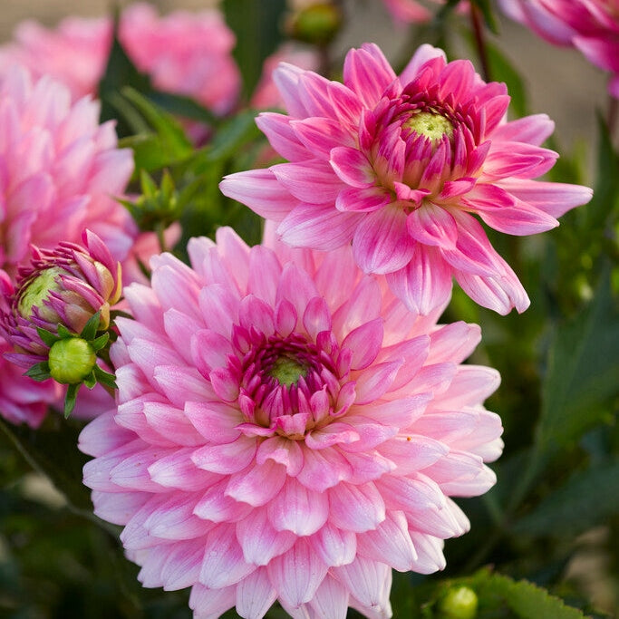 Dahlia Border Melody Lizza 1-pack